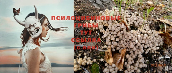 шишки Новозыбков